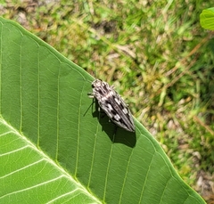 Chalcophora virginiensis