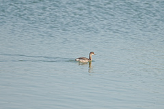 Podiceps nigricollis