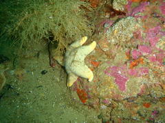 Callopatiria formosa