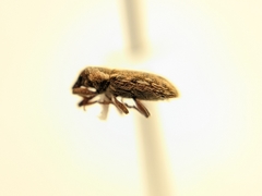 Microlarinus lypriformis