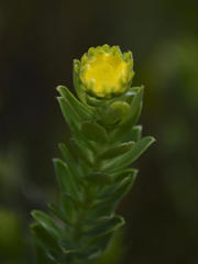 Schistostephium umbellatum