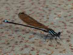 Argia gemella