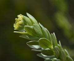 Schistostephium umbellatum