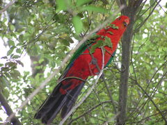 Alisterus scapularis scapularis