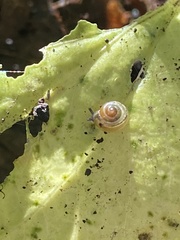 Gastrodontidae