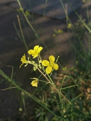 Diplotaxis tenuifolia