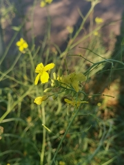 Diplotaxis tenuifolia