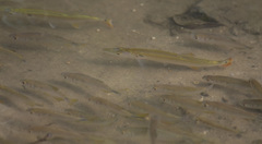 Acestrorhynchus pantaneiro