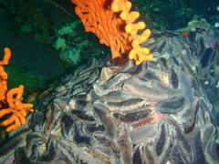 Pentacta doliolum