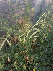 Diplotaxis tenuifolia