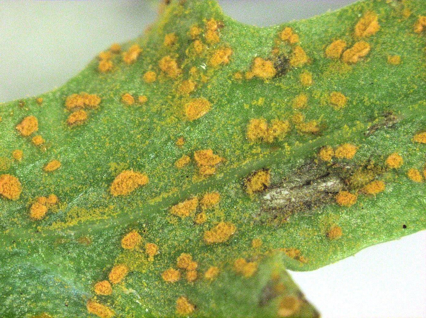 Coleosporium image