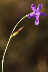 Siphocodon spartioides