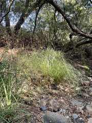 Carex spissa