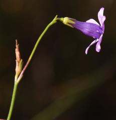 Siphocodon spartioides