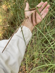 Carex spissa