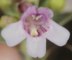 Penstemon buckleyi
