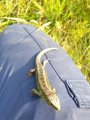 Lacerta agilis