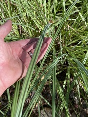 Carex spissa