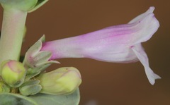 Penstemon buckleyi