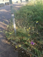 Diplotaxis tenuifolia