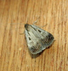 Tathorhynchus exsiccata