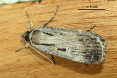 Tathorhynchus exsiccata