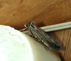 Tathorhynchus exsiccata