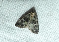 Euprora crypsichlora