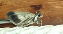 Tathorhynchus exsiccata