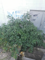 Phytolacca americana