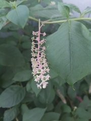 Phytolacca americana