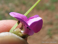 Tephrosia capensis capensis