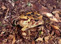 Sclerophrys pardalis
