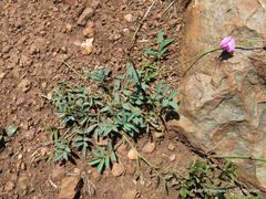 Tephrosia capensis capensis