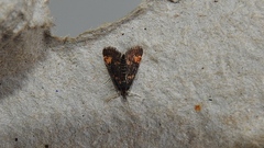 Pyrausta orphisalis
