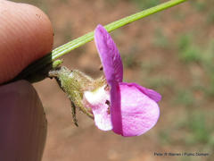 Tephrosia capensis capensis