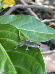 Anolis cristatellus wileyae