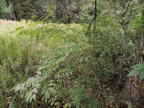 Phellodendron amurense iNat (1)
