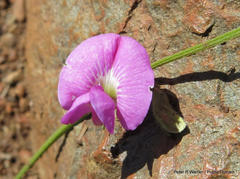 Tephrosia capensis capensis