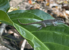 Anolis cristatellus wileyae