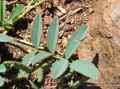 Tephrosia capensis capensis