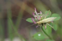 Oecanthus longicauda