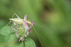 Oecanthus longicauda