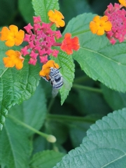 Amegilla quadrifasciata