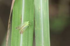Catullia vittata