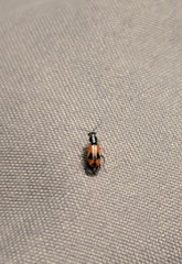 Anthocomus equestris