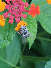 Amegilla quadrifasciata