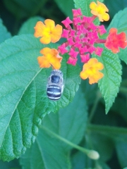 Amegilla quadrifasciata