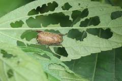 Adoretus tenuimaculatus