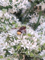 Volucella elegans